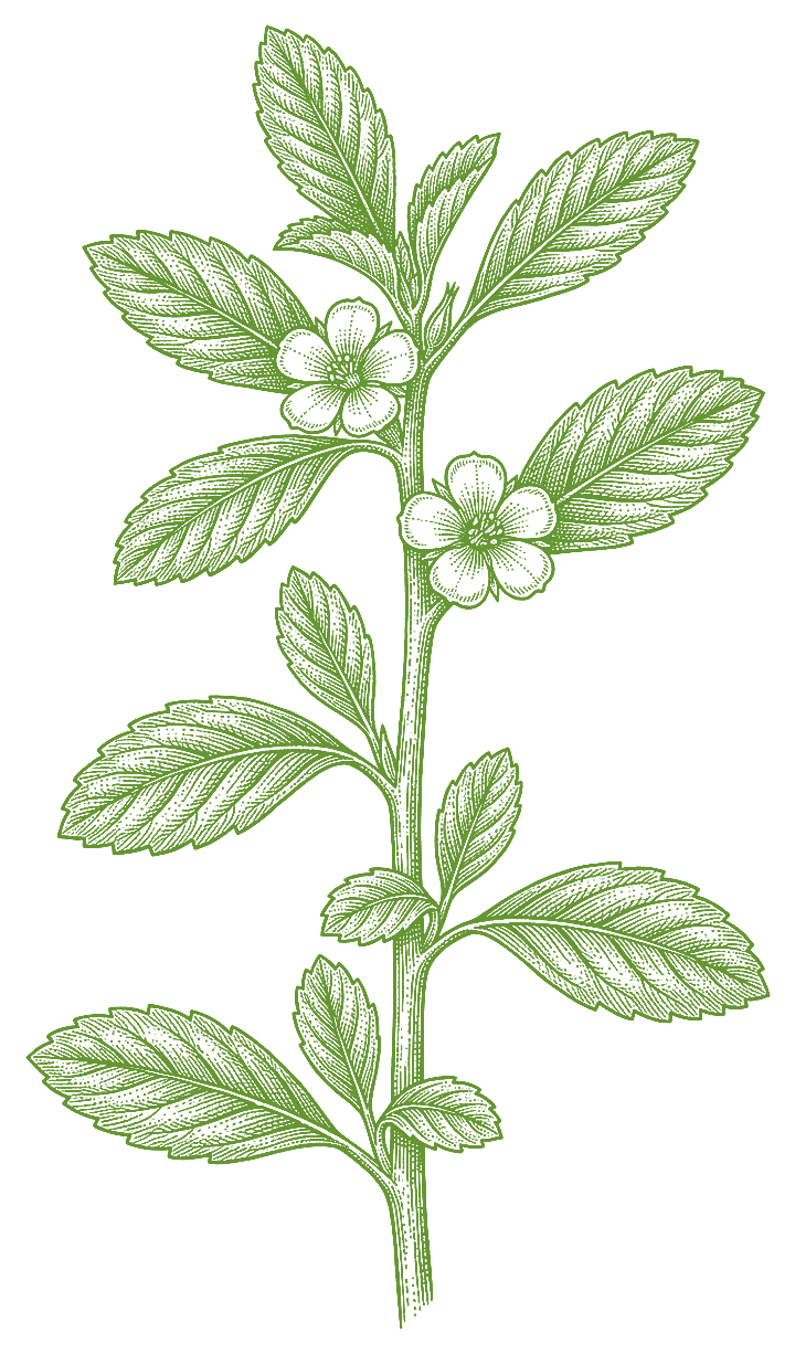 Botanical illustration of Damiana (Turnera diffusa)